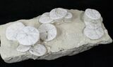 Fossil Sand Dollar (Astrodapsis) Cluster - Wide #15776-3